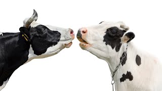 Cow Mooing Sound Effect | HQ