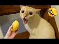 おバカな猫やふざけた犬は、あなたをずっと笑わせてくれます 😂