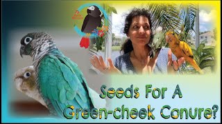 Should Green-cheek Conures Have Seeds In Their Diet GreenCheekConure Parrot_Bliss