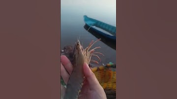 Bắt tôm sú to nhất quả đất # Catch the biggest tiger shrimp on earth