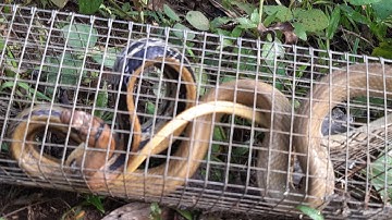 Quái thú khủng lồ lôi bẫy đi 10 mét . Thăm bẫy rắn