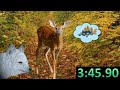 Приключения в Волшебном Осеннем Лесу | Speedrun [3:46] World Record