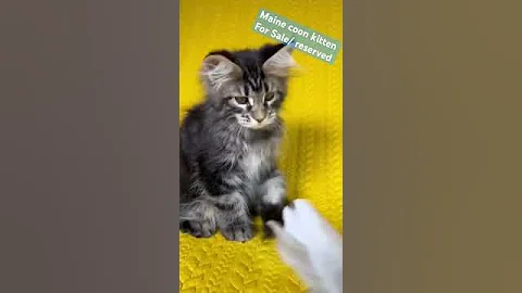 Video 5590101: coon kitten mainecoon, cute maine coon kitten, quality maine coon