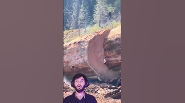 Massive Tree Cut Like Butter || Expert Tree Cutting #woodworking #chainsaw #shorts #viralshorts