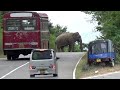 The wonder of wild elephants fed by humans.