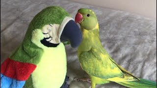 Cute parrot can’t take his eyes off his plush toy parrot “so adorable” screenshot 2
