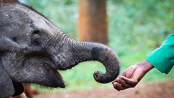 Rescue of Orphaned Elephant Kipekee | Sheldrick Wildlife Trust