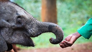 Download Lagu Rescue of Orphaned Elephant Kipekee | Sheldrick Wildlife Trust MP3 Download Lagu Rescue of Orphaned Elephant Kipekee | Sheldrick Wildlife Trust MP3