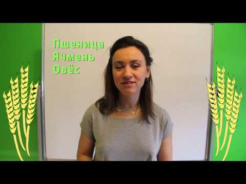 Яровые культуры в России — что такое яровые зерновые, посевная площадь яровых