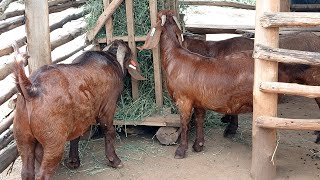 challenges of goats and sheep on zero grazing and how we are overcoming them