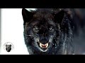Канадският вълк се надсмива на турския кангал и на други силни породи кучета