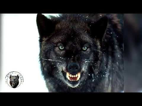 Видео: Ирландските вълкодави убиваха ли вълци?