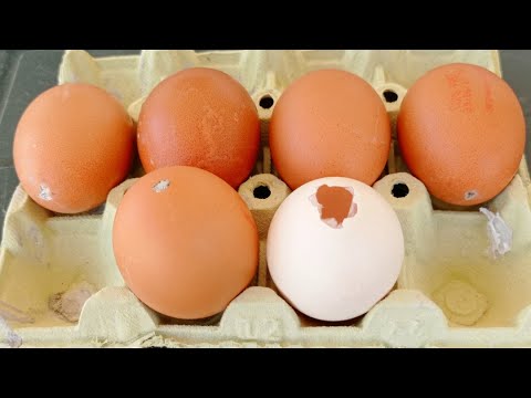 Chicken Coop Accesorios Huevos de aves de corral Falsos huevos falsos para pollos Paquete de 5 