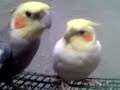 Cacatua ninfa cantando....