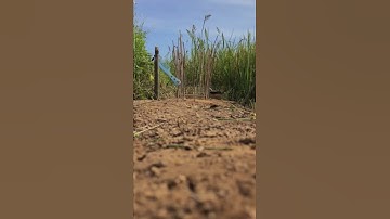 🕊🎉 New bird trap  Easy Quick Dove Trap Techniques #birds #trap #trapping #nature #animals #handtrap