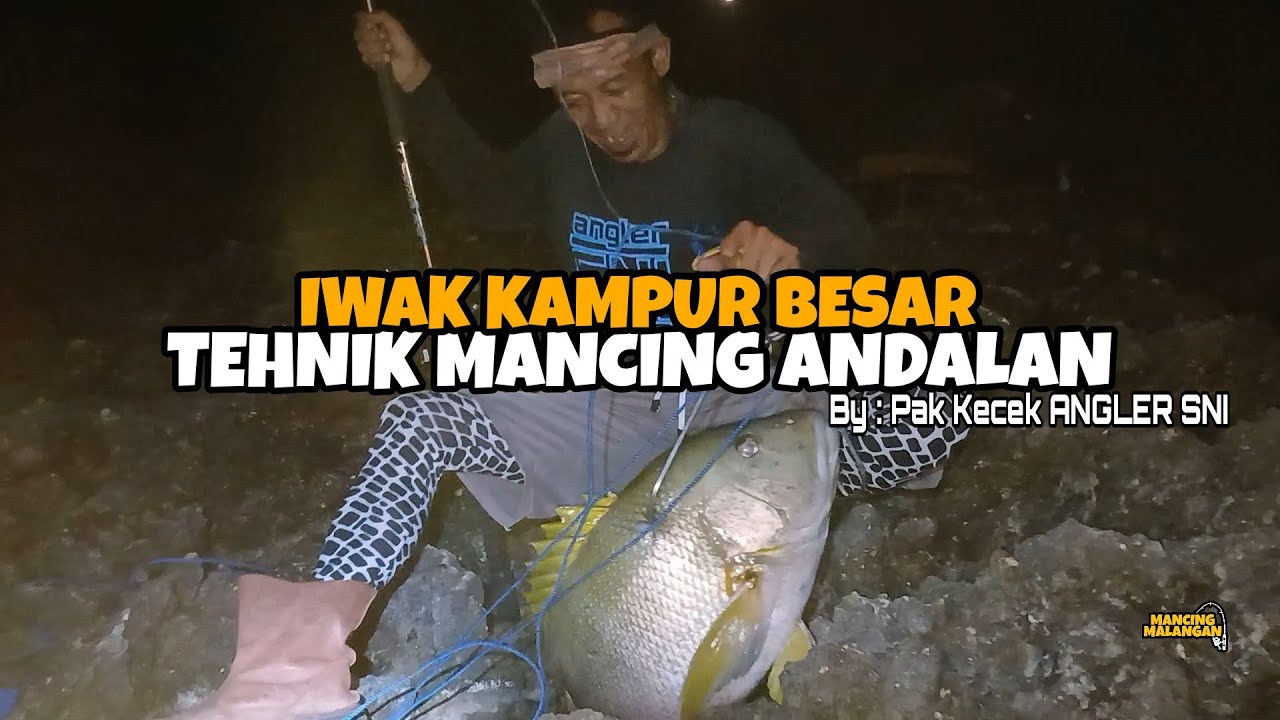 IWAK KAMPURAN BESAR ! INILAH IKAN YANG DI CARI PARA  PEMANCING ROCK FISHING -  MM. Eps 182