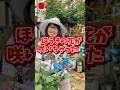 ほうきの花が咲いちゃった　#相原バラ園 #バラ #バラ栽培