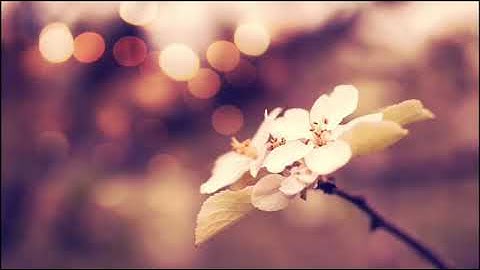 عطر مسامعك اجمل تلاوة للشيخ هاني الرفاعي 💚