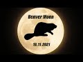 «Бобровая Луна» (Beaver Moon) 19 ноября 2021 года: когда и как можно наблюдать