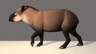 Tapir - Walking Cycle