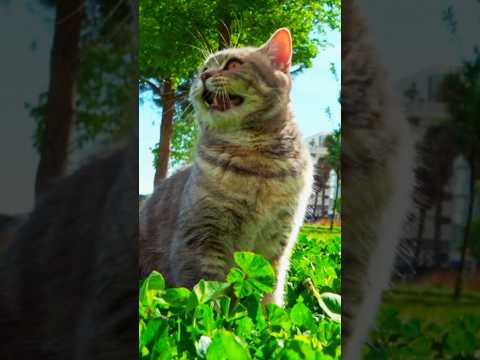 Non Stop Kitten Meowing Sound Biraler Dak Cat Sound Catsounds Meowing Kitten Shorts Short 