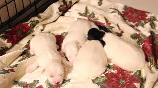 Coton Puppies For Sale - Ireland 11/29/21