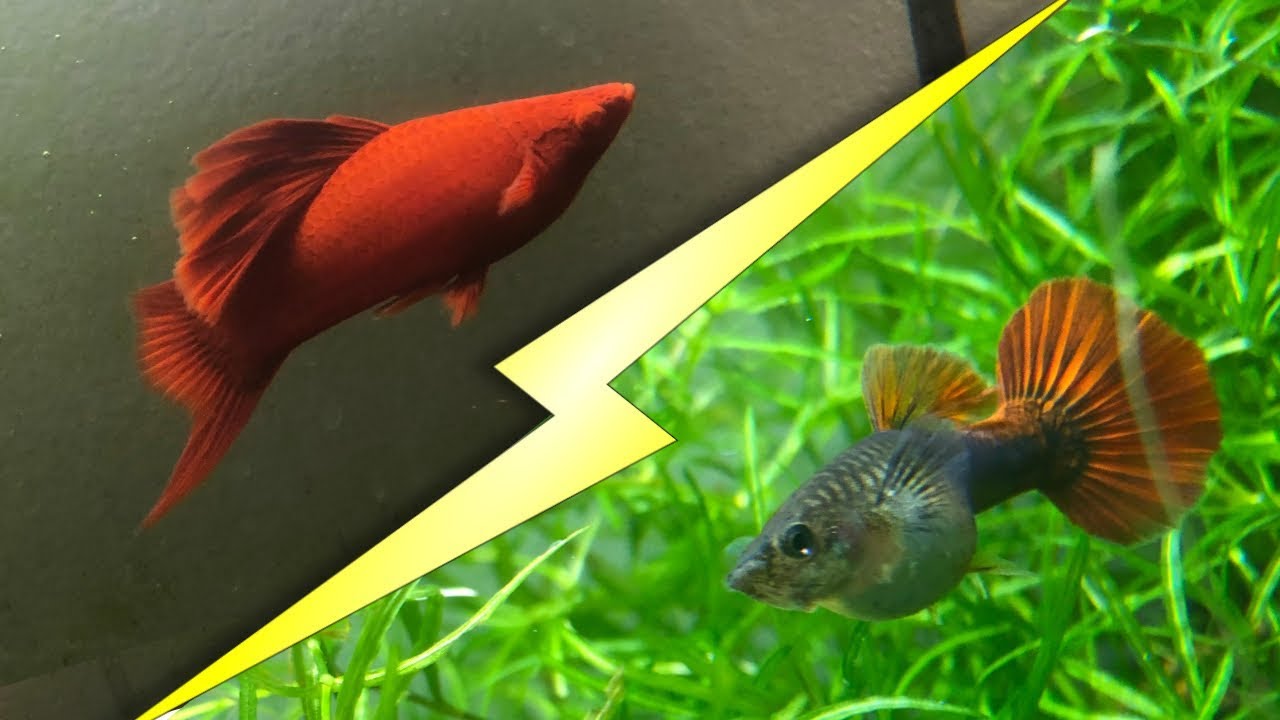 Breeding rare guppies Insane colors  YouTube