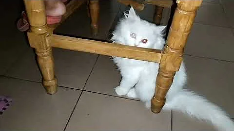 Watch the video about Baby Cats -Cute and Funny Cat Videos compilation || kitten's doing jumping and funny hanging playing