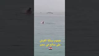 هجوم سمكة القرش على سائح فى مصر 🇪🇬 Shark attack on a tourist
