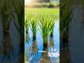 FENOLOGÍA O FASES DE CRECIMIENTO DE LA PLANTA DE A