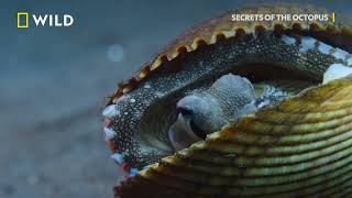 Masterminds | Secrets of the Octopus | National Geographic MENA