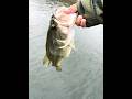 Un largemouth #catchmorefish #catchinbass #largemouthbass #robalos