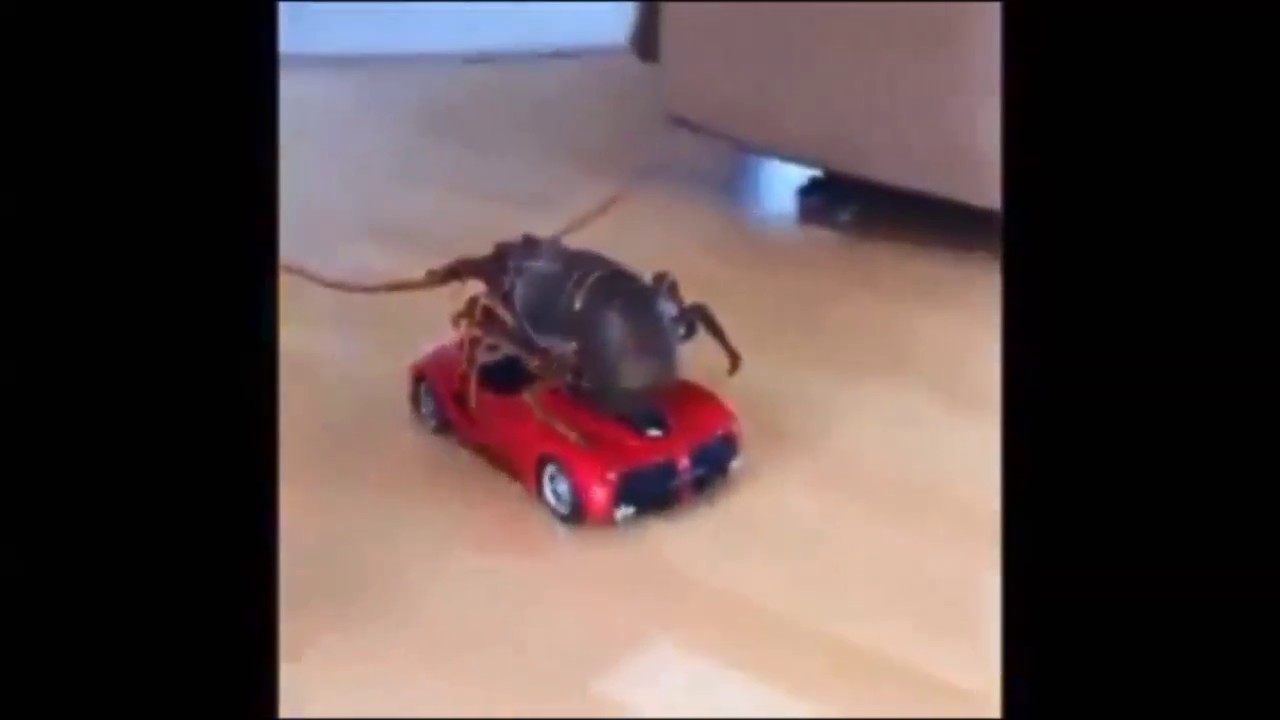 KOCCHI WO MIRO YouTube