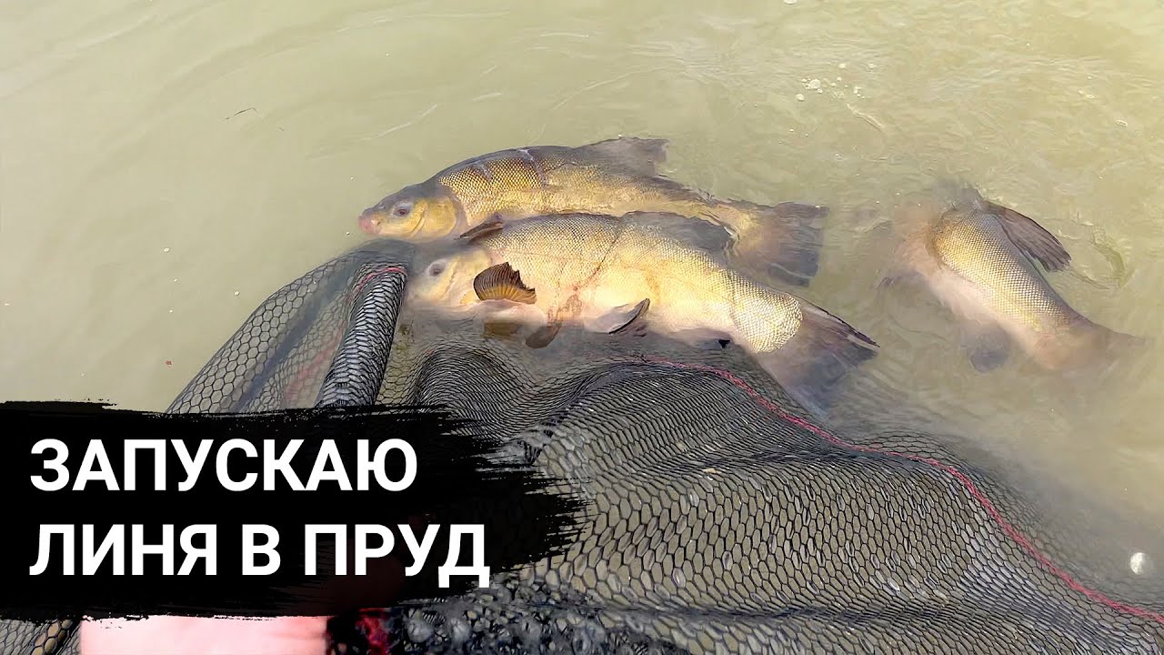 Озера адыгеи рыбалка цена и отзывы Озера адыгеи рыбалка цена и отзывы