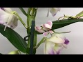 Alive Orchids and Leaves