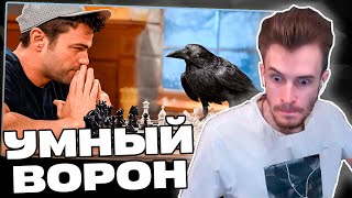 видео: Заквиель УДИВЛЕН от самого УМНОГО ВОРОНА | Реакция на Mark Rober | Нарезка Заквиеля картинка: Заквиель УДИВЛЕН от самого УМНОГО ВОРОНА | Реакция на Mark Rober | Нарезка Заквиеля