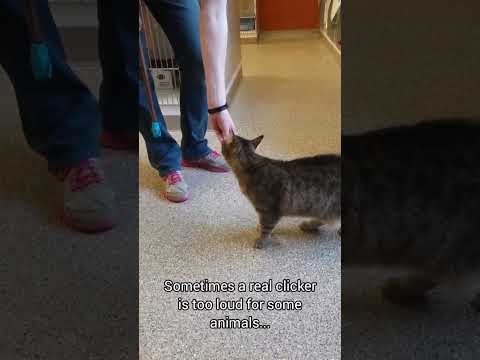 Target Training a Cat