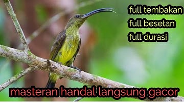 masteran pijantung gacor suara jernih full besetan full kasaran full durasi