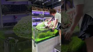 Как вам мое заросшее чудо? 🌿🤭 #aquascape #aquarium #plants #рыба #МашаБлюм #MashaBloom