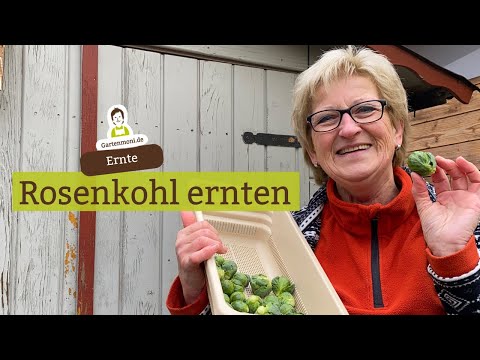 Video: Rosenkohl ernten – wann und wie man Rosenkohl erntet