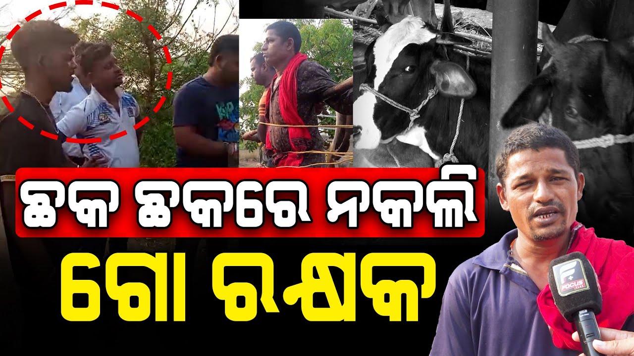 ଆମକୁ ଗାଈ ପାଳିବାକୁ ଡର ଲାଗିଲାଣି ପୋଲିସ୍ ଆକସନ ନେବା ଦରକାର || FOCUSPLUS ||