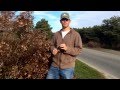 How to Prune Hydrangea Paniculata Shrubs