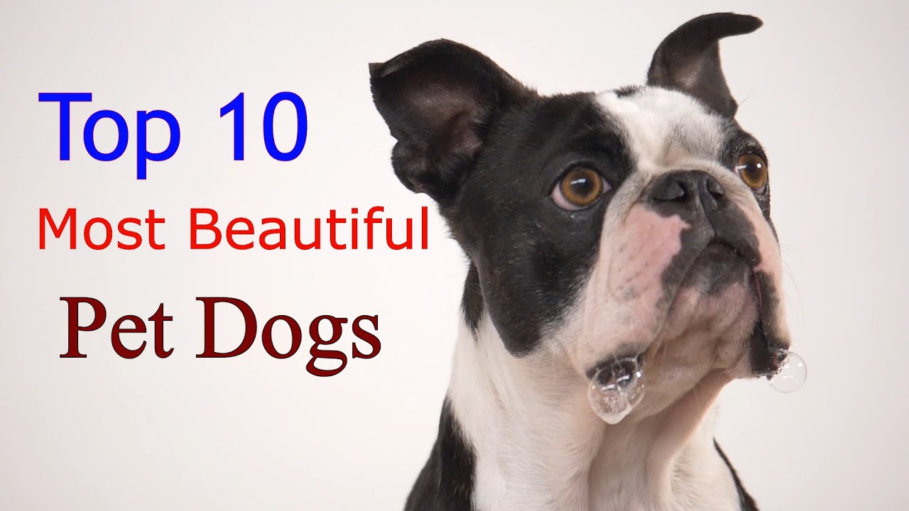 Top 10 Most Beautiful Pet Dogs In The World YouTube top-10-most-beautiful-pet-dogs-in-the-world-youtube