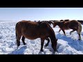 ОБЗОР ЖЕРЁБЫХ КОБЫЛ,ЖЕРЕБЦОВ И ГОДОВАЛЫХ ЖЕРЕБЯТ. | ТРУДНЫЙ МАРТ, МНОГО СНЕГА, НЕТ ТЕПЛА, ЗИМА.