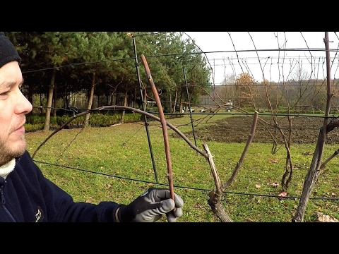 Wideo: Przygotowanie Winorośli Do Niezawodnego Zimowania