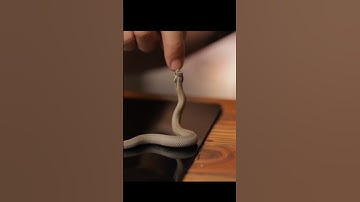 Thumbnail of A very cute hognose snake play|| #shorts