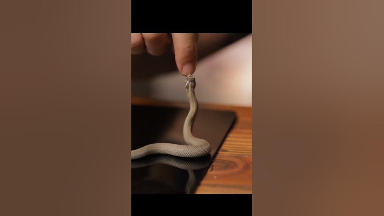 A very cute hognose snake play|| #shorts