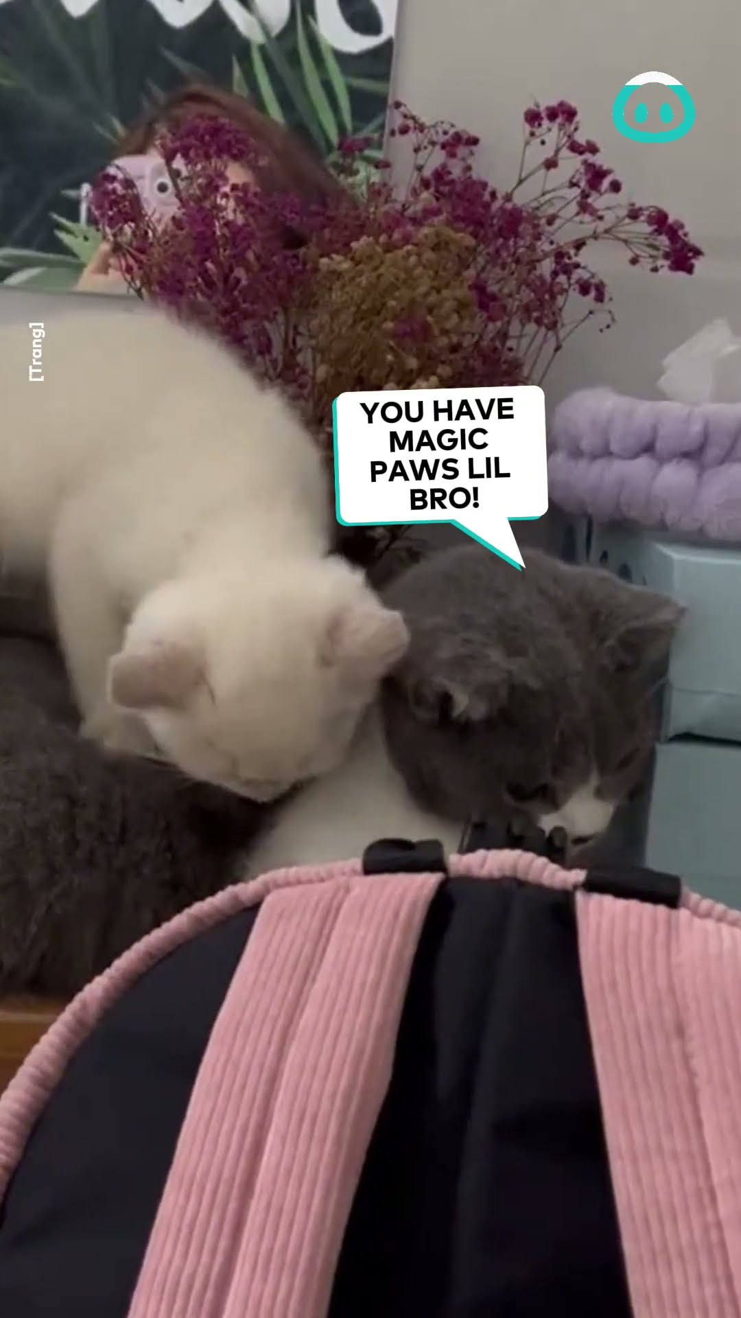 Kitten Gives Buddy a Massage || ViralHog