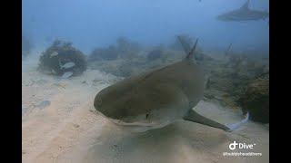 Big Tiger Sharks everywhere & bad visibility! Lots of Caribbean Reef & Lemon Sharks - Tiger Beach