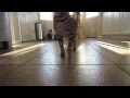 Feline Exercise Plan